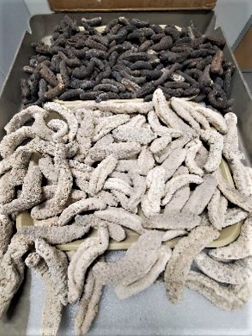 Foreign Live Centipedes, Dried Sea Cucumbers, Plants and Swine Sausages